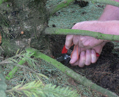 PHYTOPHTHORA CITRICOLI POBIERANIE PROBEK Z PORAZONEGO SWIERKA
